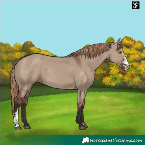 Horse Color:Liver Red Dun Sabino Rabicano 