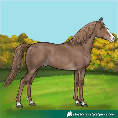 Horse Color:Liver Red Dun Sabino Rabicano 