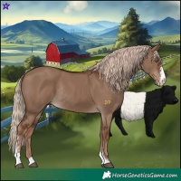 Horse Color:Liver Red Dun Sabino Rabicano 