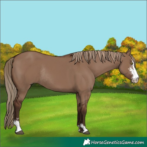 Horse Color:Liver Red Dun Sabino Rabicano 