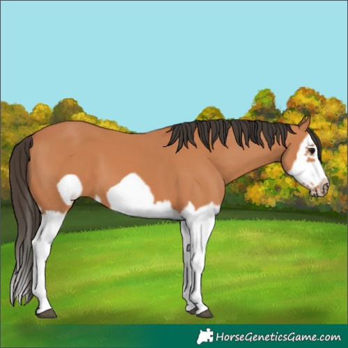 Horse Color:Bay Splash Frame