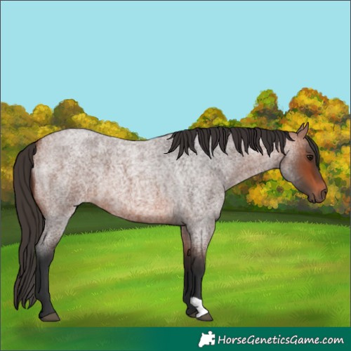 Horse Color:Bay Roan