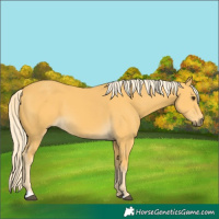 Horse Color:Palomino