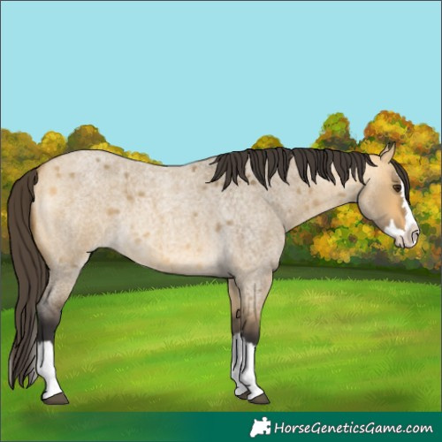 Horse Color:Buckskin Roan Dun Splash 