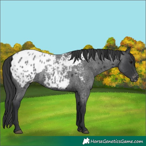 Horse Color:Blue Roan Appaloosa