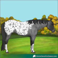 Horse Color:Blue Roan Blanket 