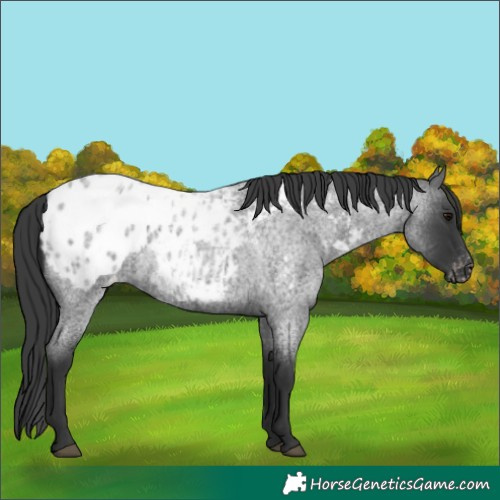 Horse Color:Blue Roan Appaloosa