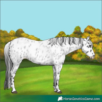Horse Color:Blue Roan Leopard