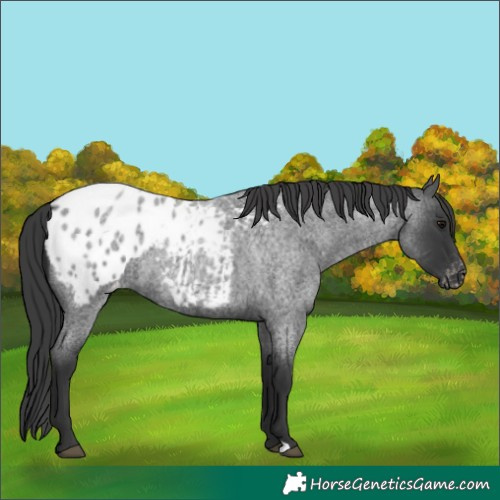 Horse Color:Blue Roan Appaloosa
