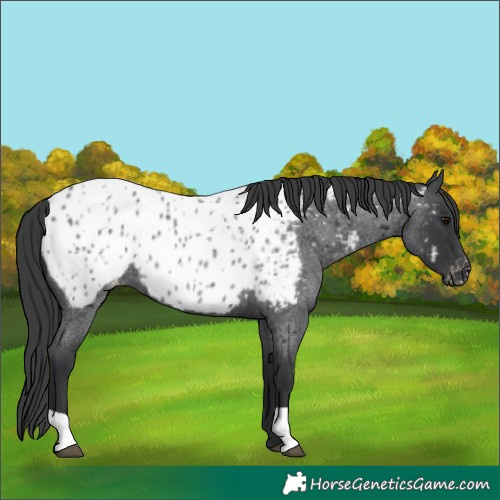 Horse Color:Blue Roan Appaloosa 