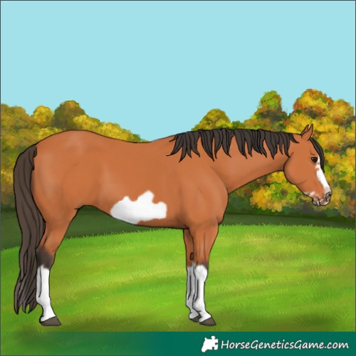 Horse Color:Bay Splash Frame 