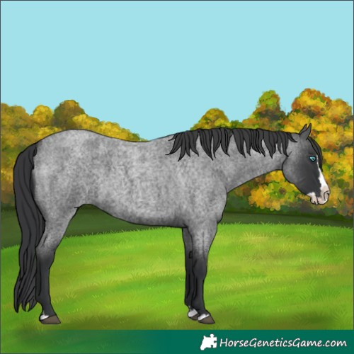 Horse Color:Blue Roan Splash 
