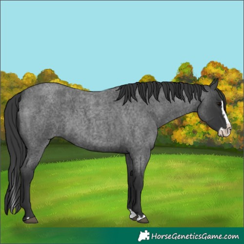 Horse Color:Blue Roan Splash 
