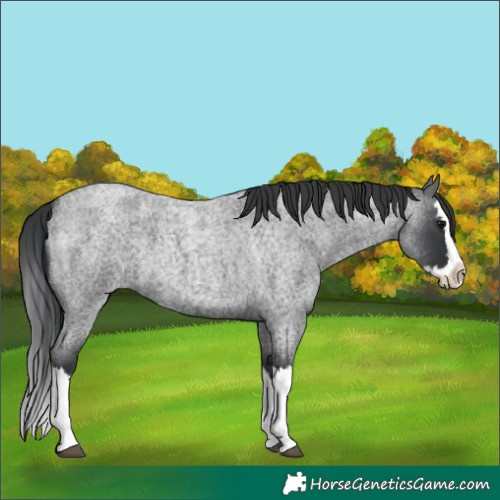 Horse Color:Blue Roan Splash 