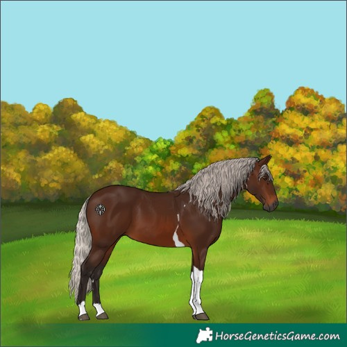 Horse Color:Gray Silver Bay Tobiano
