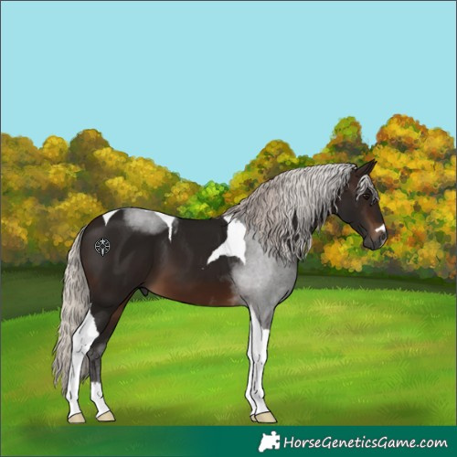 Horse Color:Gray Silver Brown Tobiano 