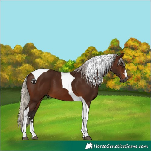 Horse Color:Gray Silver Bay Tobiano 