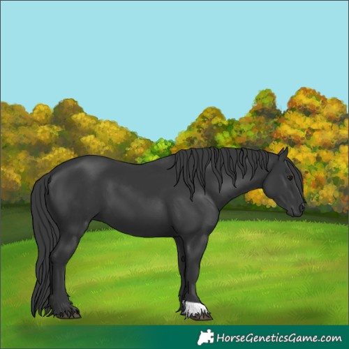 Horse Color:Unknown 