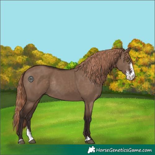 Horse Color:Liver Red Dun Sabino Rabicano 