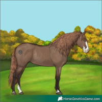 Horse Color:Liver Red Dun Sabino Rabicano