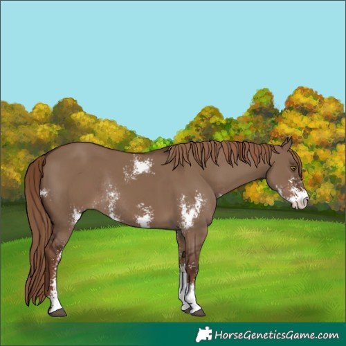 Horse Color:Liver Red Dun Sabino Rabicano