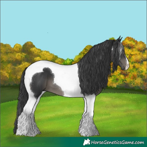 Horse Color:Black Tobiano 