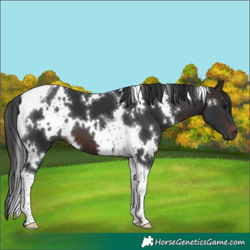Horse Color:White Spotted Brown Tobiano 