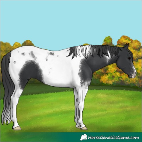 Horse Color:Black Tobiano