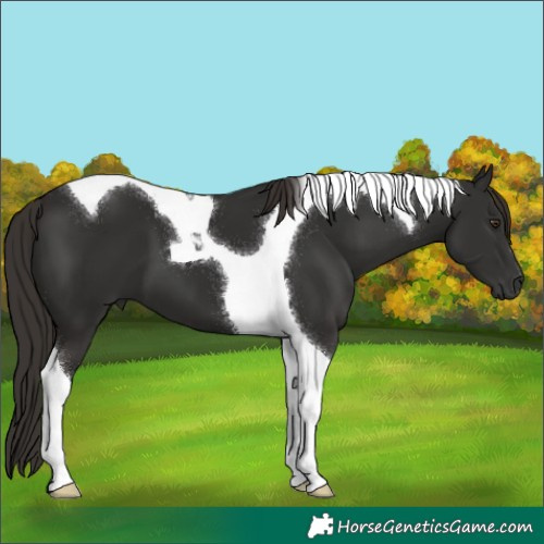 Horse Color:Liver Chestnut Tobiano 