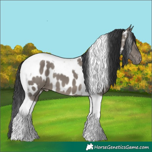 Horse Color:Grullo Tobiano Appaloosa 