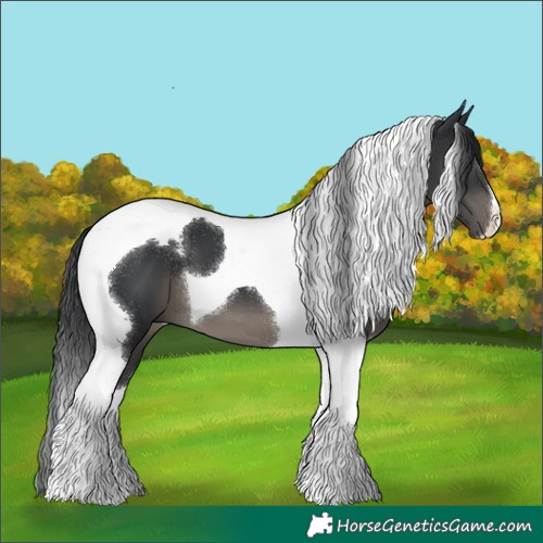Horse Color:Black Tobiano 