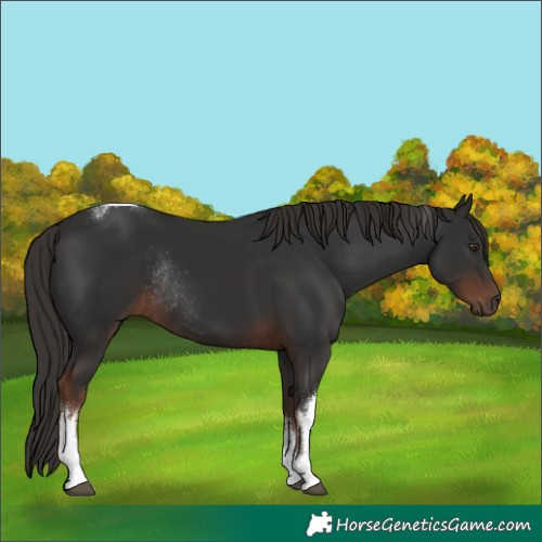 Horse Color:White Spotted Liver Chestnut Tobiano Rabicano 