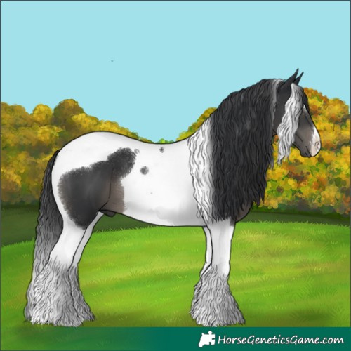 Horse Color:Black Tobiano