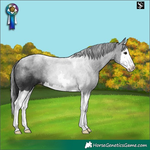 Horse Color:Black Splash Tobiano Appaloosa 