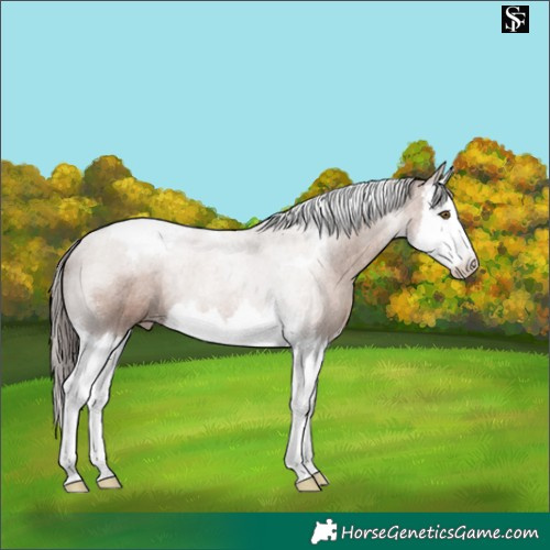 Horse Color:Classic Champagne Splash Tobiano Appaloosa 