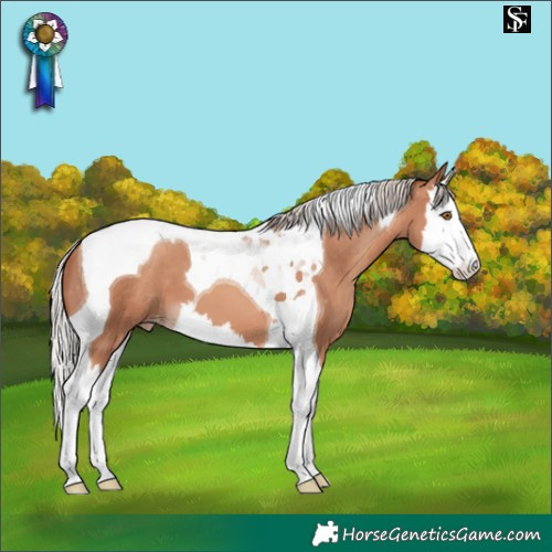 Horse Color:Silver Classic Champagne Splash Tobiano Appaloosa 