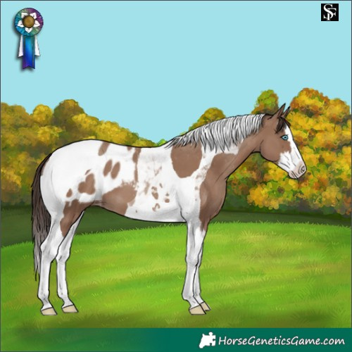 Horse Color:Classic Champagne Splash Tobiano Appaloosa 