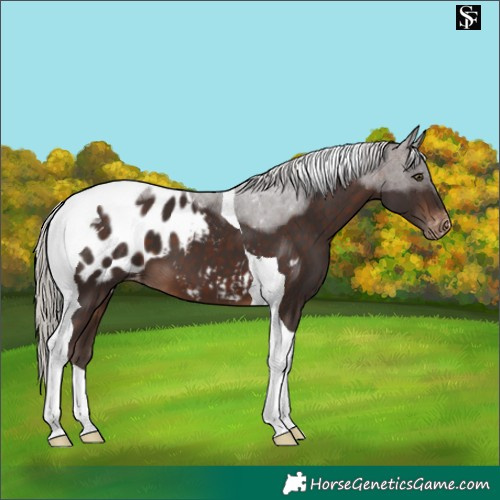 Horse Color:Silver Brown Tobiano Appaloosa 