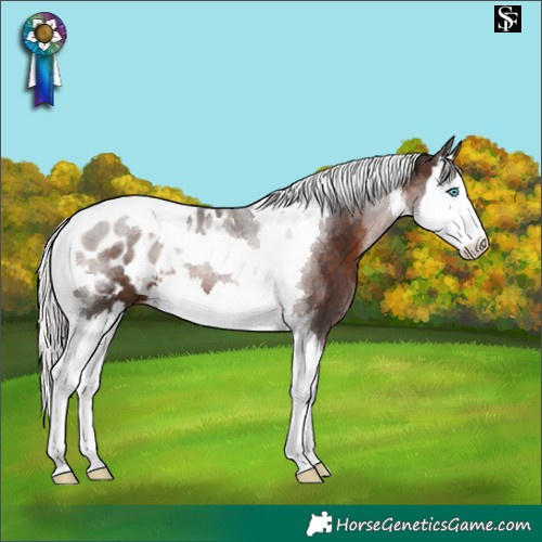 Horse Color:Silver Brown Splash Tobiano Blanket 