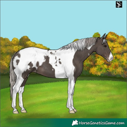 Horse Color:Silver Black Tobiano Appaloosa