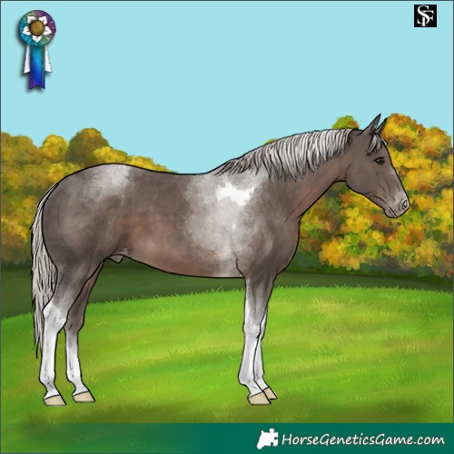 Horse Color:Silver Black Tobiano Appaloosa 