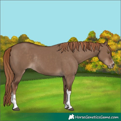 Horse Color:Liver Red Dun Sabino Rabicano 