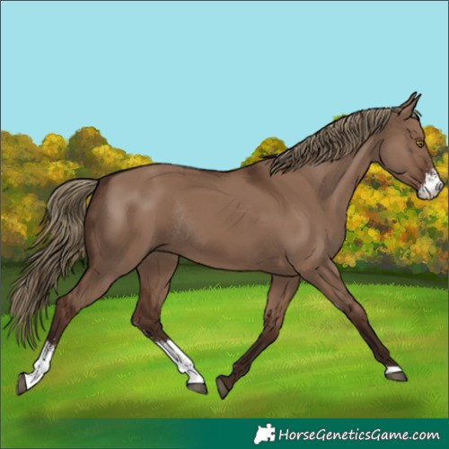 Horse Color:Liver Red Dun Sabino Rabicano