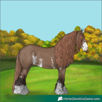 Horse Color:Liver Red Dun Sabino Rabicano 
