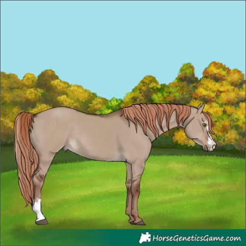 Horse Color:Liver Red Dun Sabino Rabicano