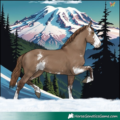 Horse Color:Liver Red Dun Sabino Rabicano 