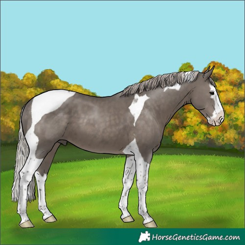 Horse Color:Silver Black Splash Tobiano