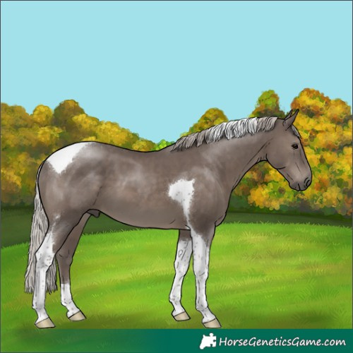 Horse Color:Silver Black Tobiano 
