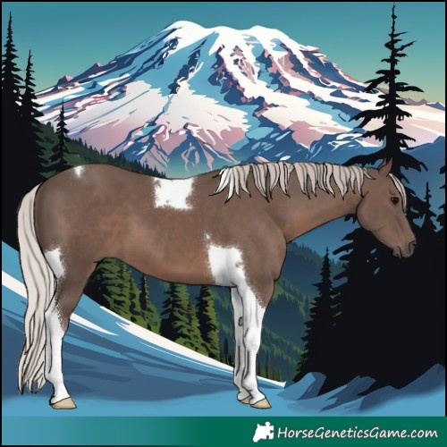 Horse Color:Silver Black Tobiano