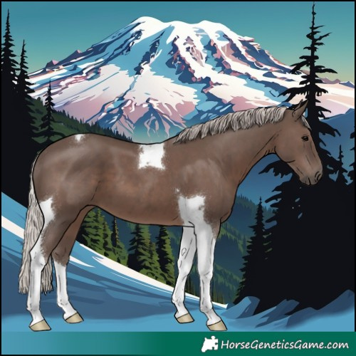 Horse Color:Silver Black Tobiano 
